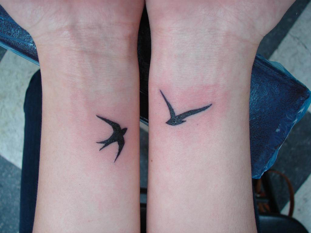 swallows