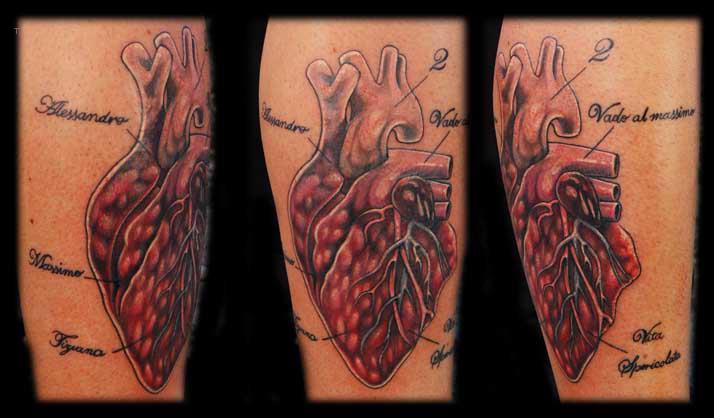 Heart anatomy